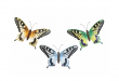 kovov� dekorace na ze� sada t�� mot�l� 10 - pohled 1 - www.colormarket.cz